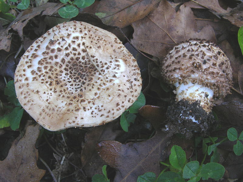Lepiota aspera